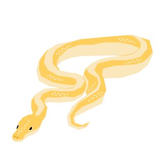 Yellow snake coiled around itself